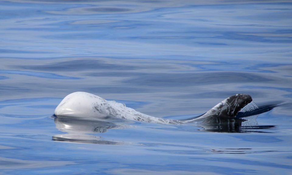 Terceira: Half-Day Dolphin and Whale Watching Tour - Language on board: English, Portuguese, and Spanish explanations