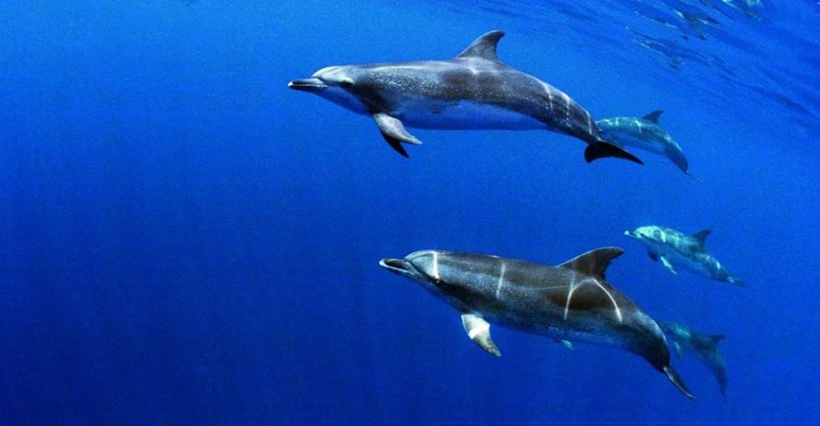 Terceira: Half-Day Dolphin and Whale Watching Tour - Price and value: what $70 gets you in the Azores