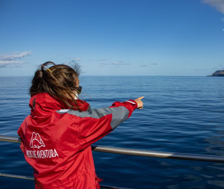 Terceira: Half-Day Dolphin and Whale Watching Tour - The briefing first: safety rules, sighting methods, and how you’ll spot cetaceans