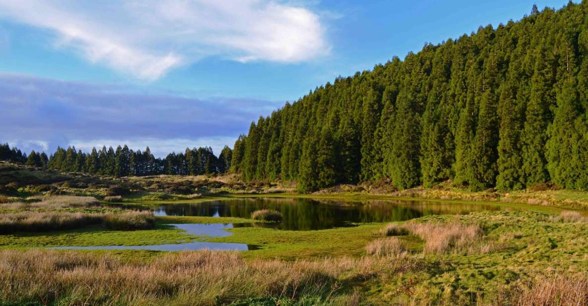 Terceira Island: Mistérios Negros Hiking - Native Vegetation and Birdlife: Japanese Cedar to Blueberry Plants