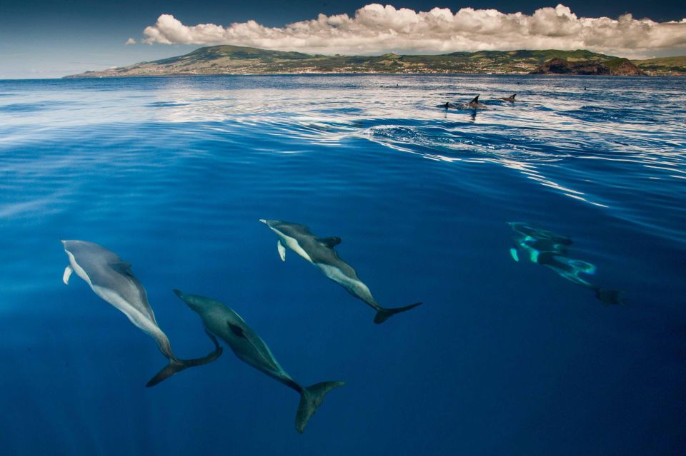 Terceira: Swimming with Wild Dolphins | Natural Habitat - Key things that make this dolphin swim work