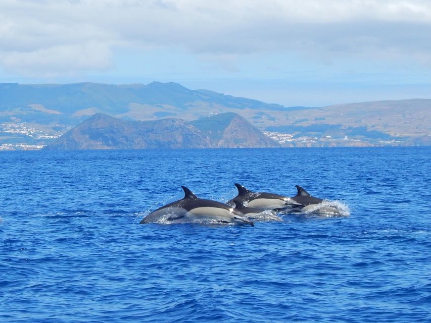 Terceira: Swimming with Wild Dolphins | Natural Habitat - Terceira’s Atlantic Dolphins: what makes this tour feel special