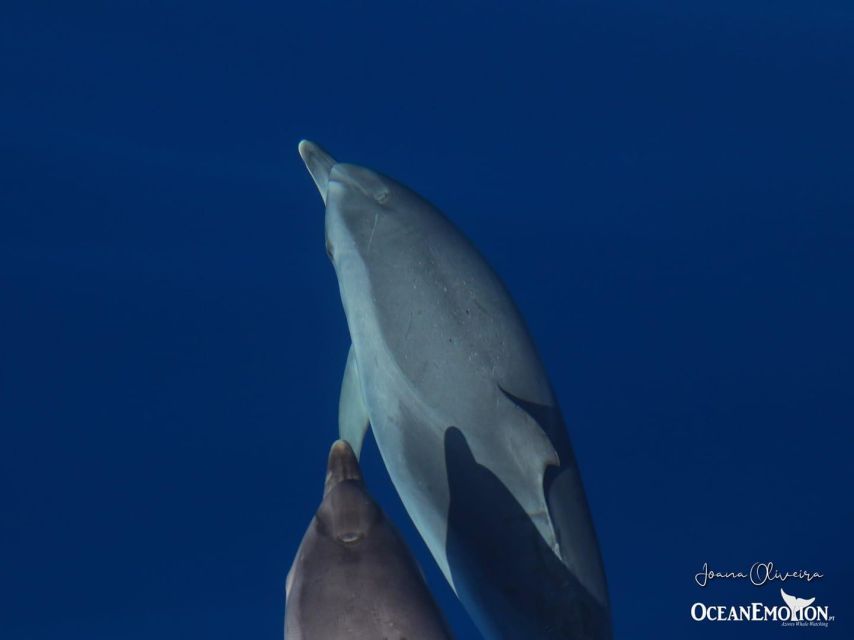 Terceira: Swimming with Wild Dolphins | Natural Habitat - Meeting OceanEmotion: simple logistics that matter