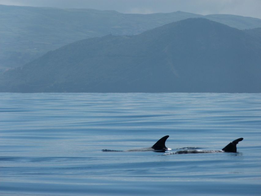 Terceira: Swimming with Wild Dolphins | Natural Habitat - Swims in the wild: what the in-water time is like