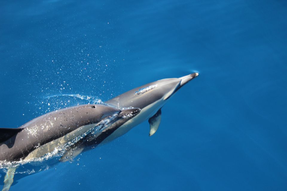 Terceira: Swimming with Wild Dolphins | Natural Habitat - What to bring (and what you’ll thank yourself for later)