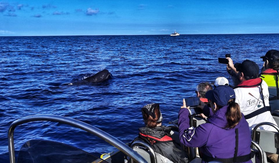 Terceira: Whale and Dolphin Watching in a Zodiac Boat - Key Points That Matter