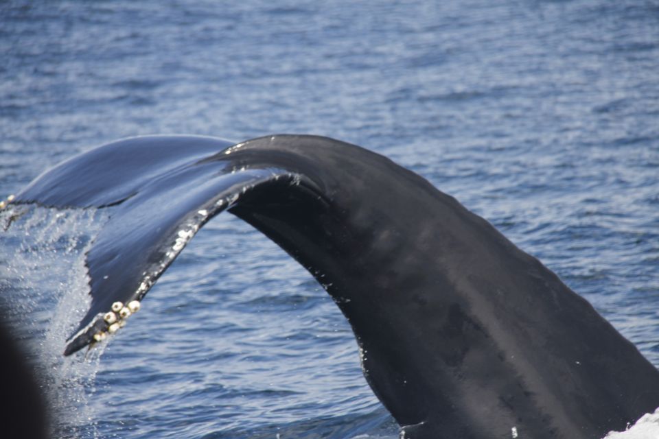 Terceira: Whale and Dolphin Watching in a Zodiac Boat - Terceira’s Coast Looks Different from a Zodiac