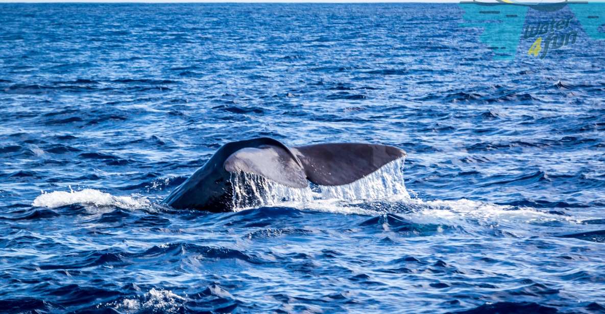 Terceira: Whale and Dolphin Watching in a Zodiac Boat - The 2.5-Hour Flow: What You’ll Actually Do Out on the Water