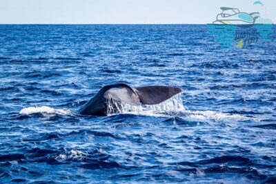 Terceira: Whale and Dolphin Watching in a Zodiac Boat - Monte Brasil Spotter: The Tour’s Real Superpower