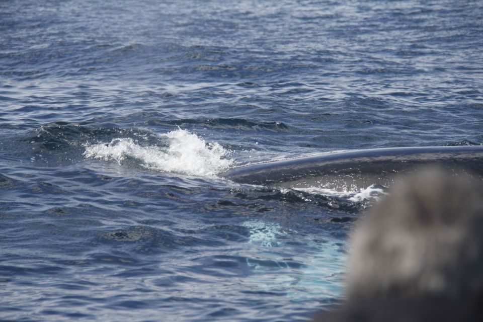 Terceira: Whale and Dolphin Watching in a Zodiac Boat - Crew Energy and Animal Etiquette: How the Tour Keeps It Real