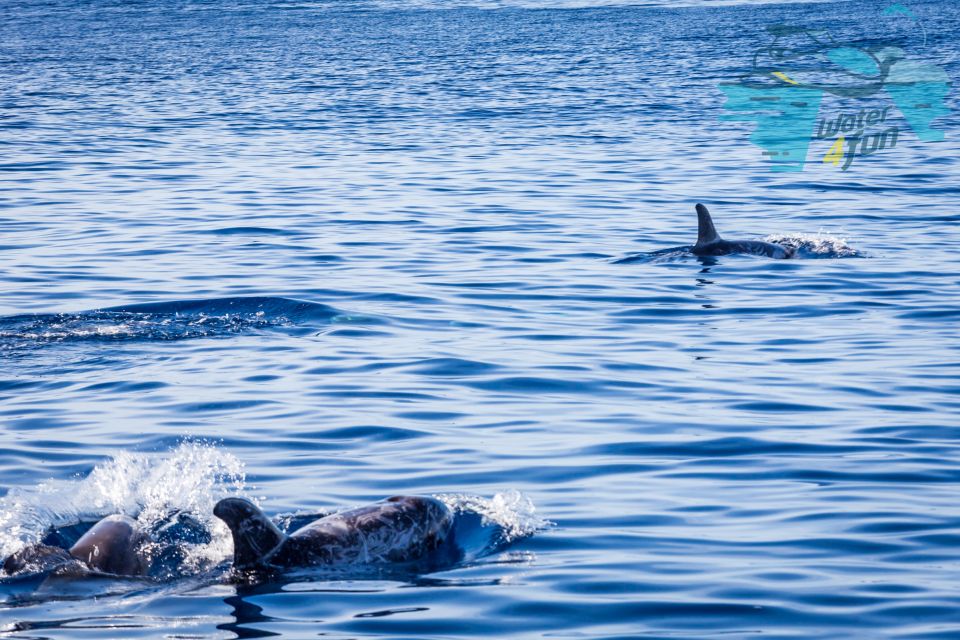 Terceira: Whale and Dolphin Watching in a Zodiac Boat - Who Should Sit Where and What to Bring for Comfort