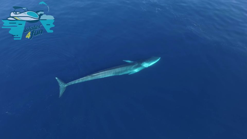 Terceira: Whale and Dolphin Watching in a Zodiac Boat - Meeting Point Reality: Angra do Heroísmo in Plain English