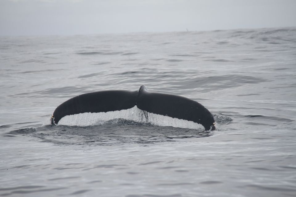 Terceira: Whale and Dolphin Watching in a Zodiac Boat - Weather and Wildlife Chances: What Could Go Wrong (and Still Be Okay)