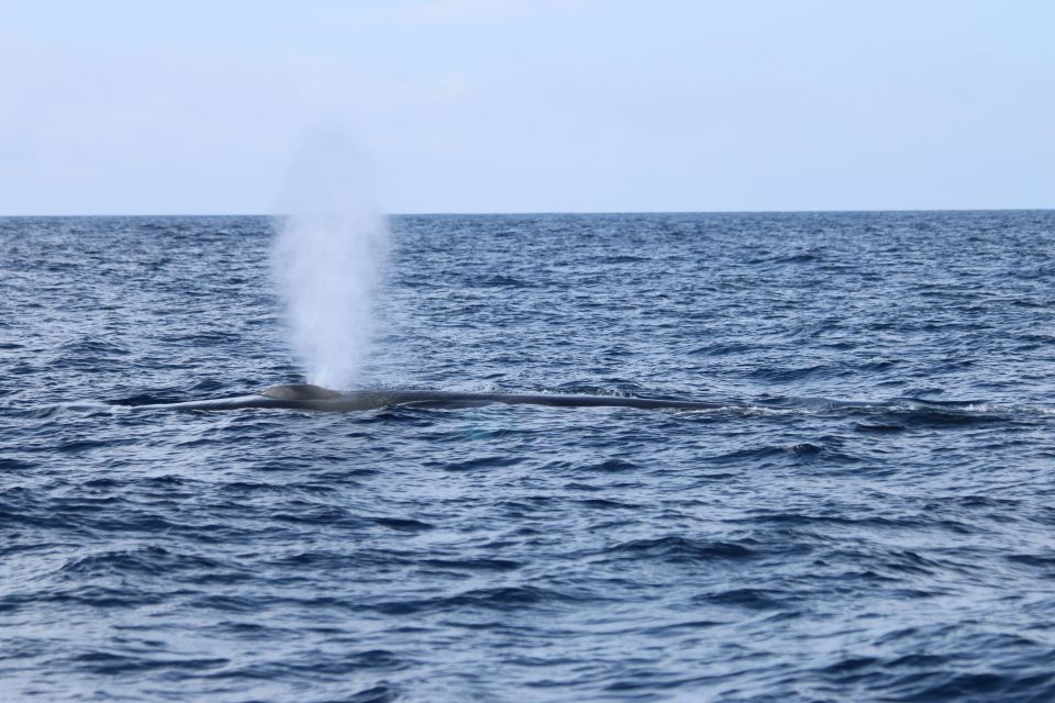 Terceira: Whale and Dolphin Watching in a Zodiac Boat - Who This Tour Fits Best (and Who Might Skip It)
