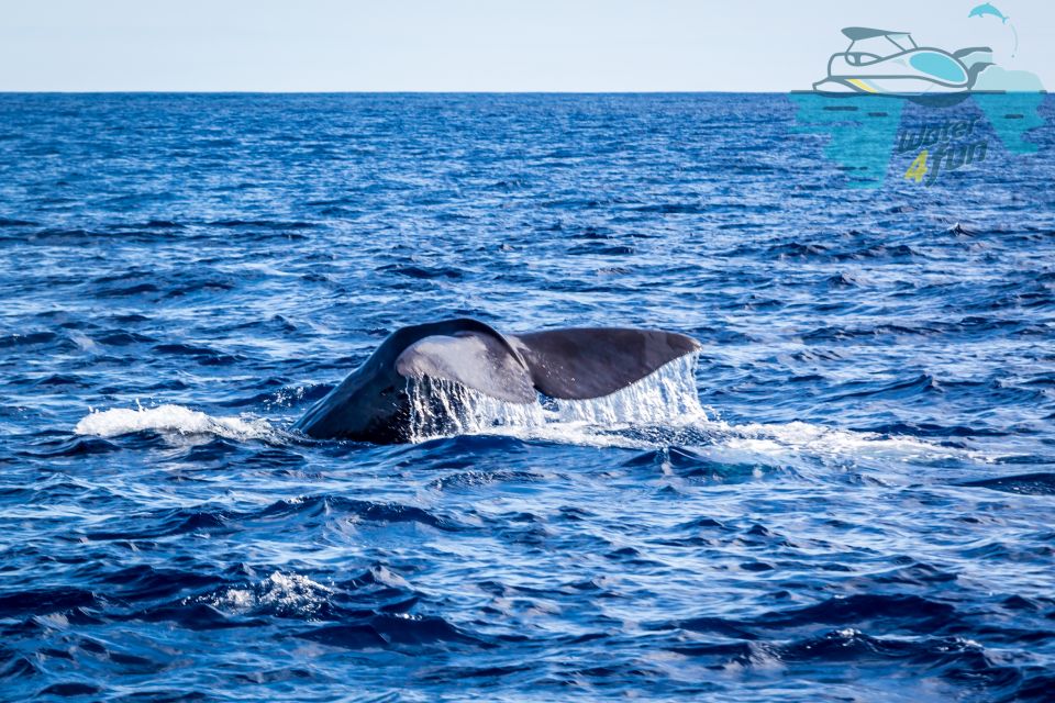 Terceira: Whale and Dolphin Watching in a Zodiac Boat - Monte Brasil Spotter: The Tour’s Real Superpower