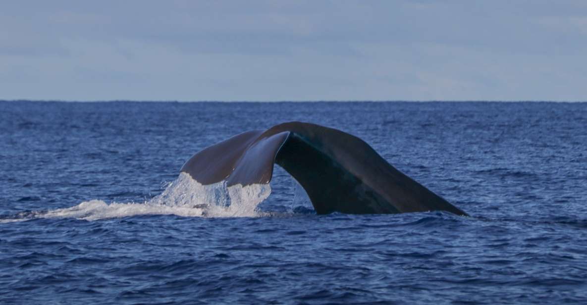 Terceira: Whale & Dolphin Watching | Best Wildlife Tour - Key things to know