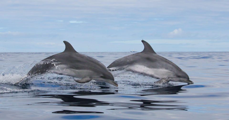 Terceira: Whale & Dolphin Watching | Best Wildlife Tour - Why Terceira is a whale and dolphin watching magnet