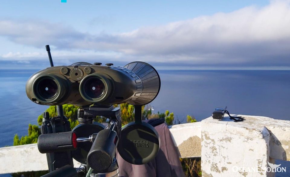 Terceira: Whale & Dolphin Watching | Best Wildlife Tour - The sighting guarantee and what it means for your expectations