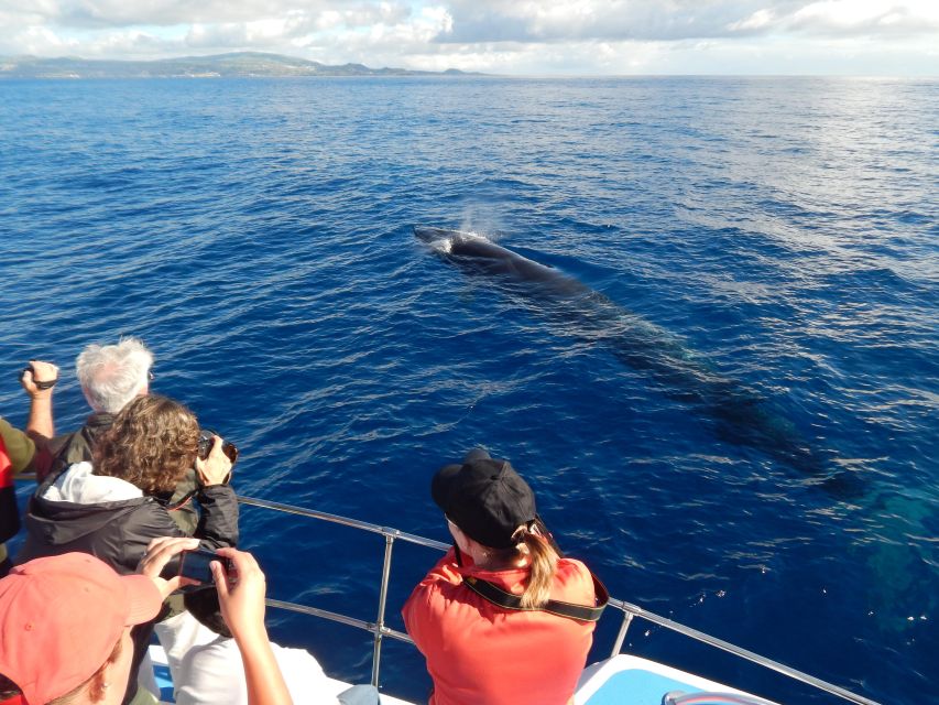Terceira: Whale & Dolphin Watching | Best Wildlife Tour - Respectful cetacean watching: why the conduct code is part of the value