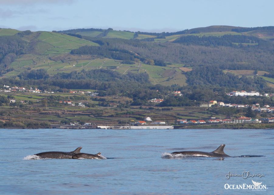 Terceira: Whale & Dolphin Watching | Best Wildlife Tour - Weather, clothing, and the reality of ocean conditions