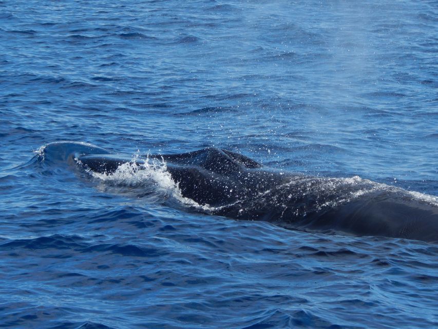 Terceira: Whale & Dolphin Watching | Best Wildlife Tour - Price and value: is $82 worth it