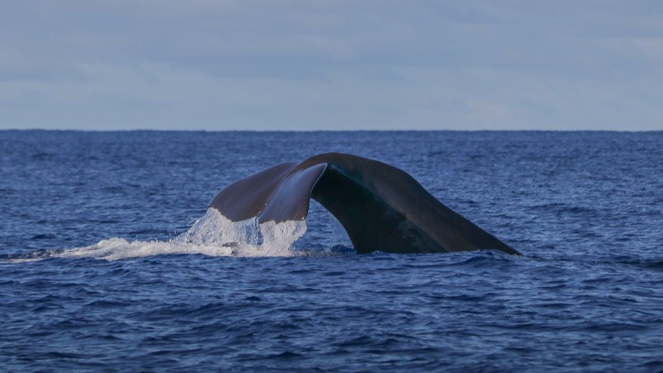 Terceira: Whale & Dolphin Watching | Best Wildlife Tour - Booking smart: small choices that affect your results