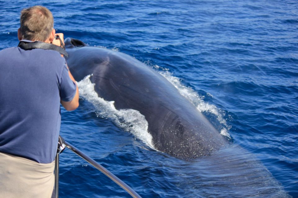 Terceira: Whale & Dolphin Watching | Best Wildlife Tour - What you’ll actually do during the 2.5 hours