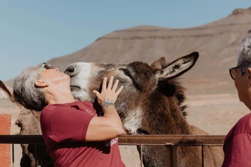 The Animal Academy - Shelter Tour - A Farm-Animal Rescue Tour That Feels Like Caring, Not Entertainment