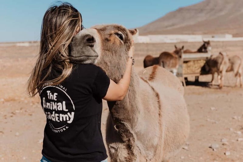 The Animal Academy - Shelter Tour - What You’ll See: A Whole Mix of Farm Animals With Real Personalities