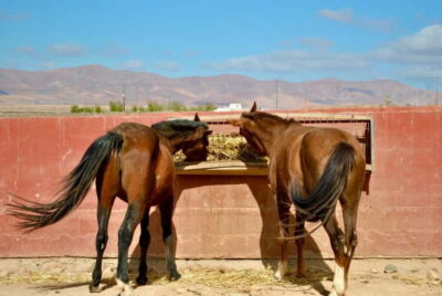 The Animal Academy - Shelter Tour - The Timing: One Guided Hour, Then You Set the Pace