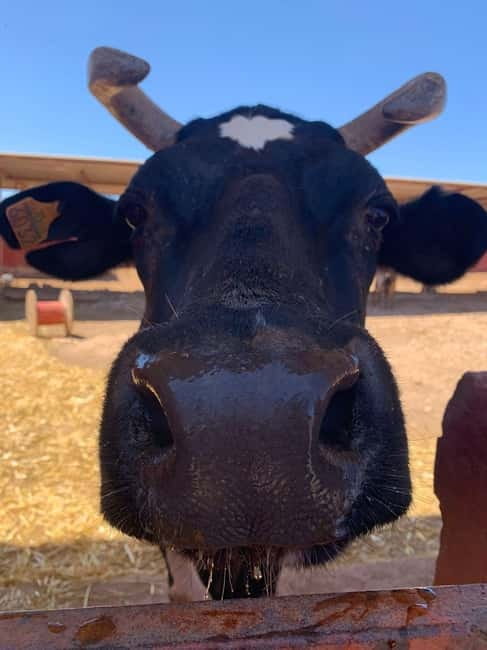 The Animal Academy - Shelter Tour - How the Tour Handles Petting (And Why That Matters)