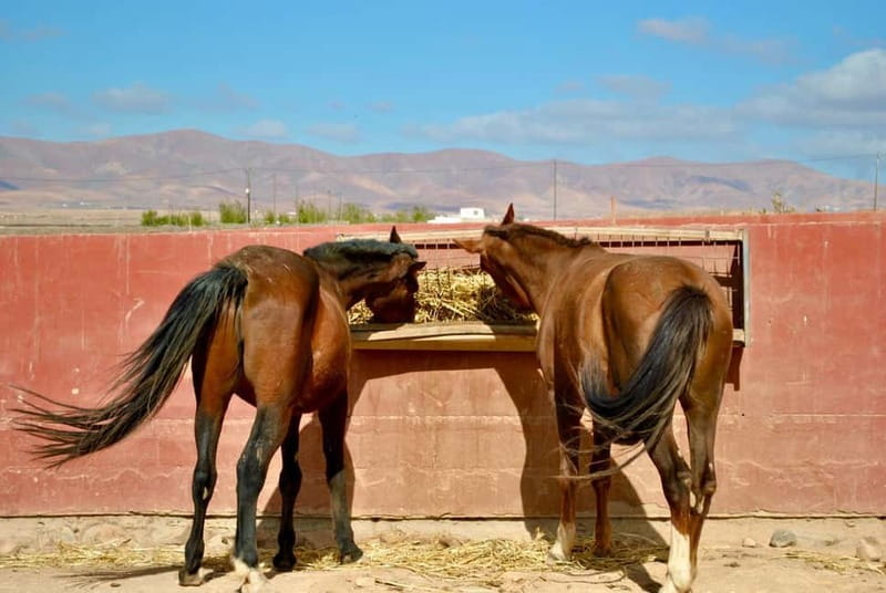 The Animal Academy - Shelter Tour - The Timing: One Guided Hour, Then You Set the Pace
