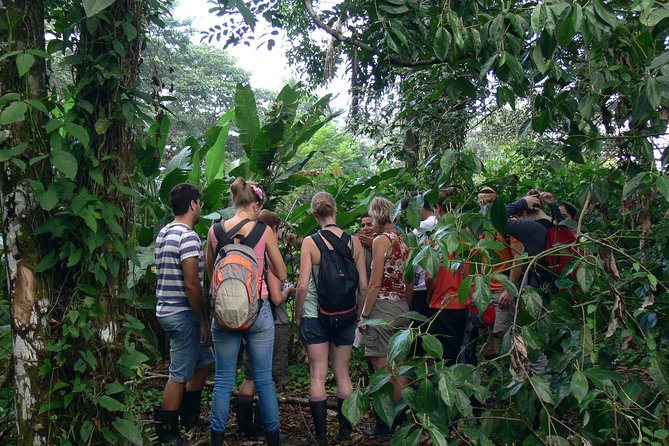 The best of Tortuguero: Canoe, hike and night tour (turtle in Jul-Oct) - A one-day hit of Tortuguero: canoe, park walk, and night wildlife