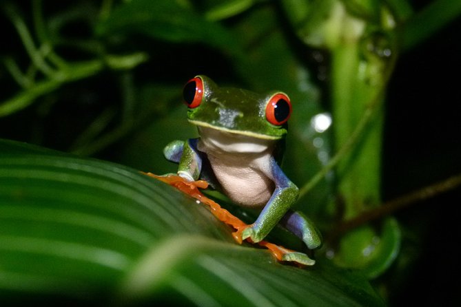 The best of Tortuguero: Canoe, hike and night tour (turtle in Jul-Oct) - What’s included, what isn’t, and what to bring for a smooth day