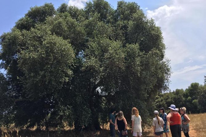 The Governor's Olive Mill Tour with Olive Oil Tasting - Arriving at the Governor Olive Mill: Why the morning starts outdoors