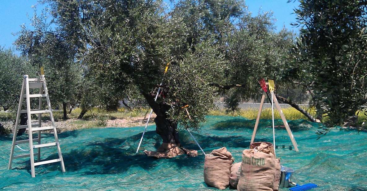 The Terra Creta Olive Oil Experience Tour - The mill tour: from harvesting to bottling in a modern facility