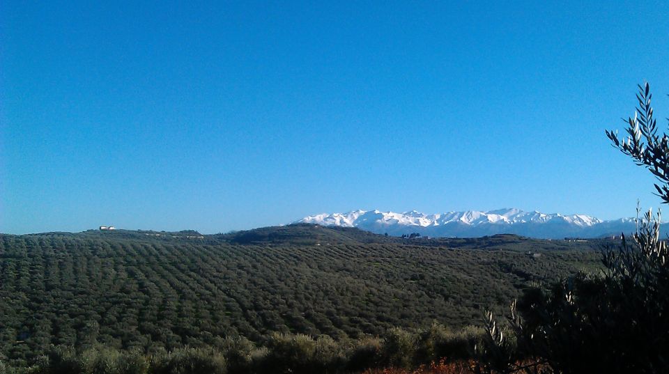 The Terra Creta Olive Oil Experience Tour - The 3-olive tasting: how to taste (and what you’ll learn)