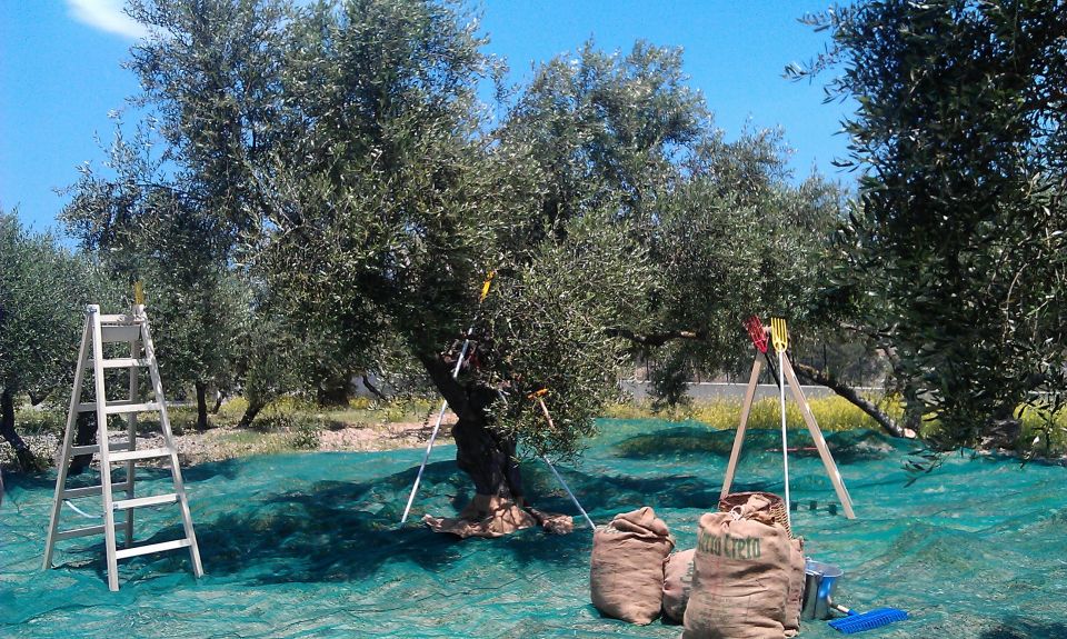The Terra Creta Olive Oil Experience Tour - Shopping after the tour: labels, balsamic, and travel-safe packs