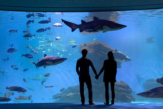 Ticket Palma Aquarium - Where the Shows Matter: 3D, Whales, and Shark Feeding