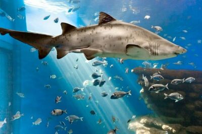 Ticket Palma Aquarium - A 1-km Walk Through Eight Ocean Worlds