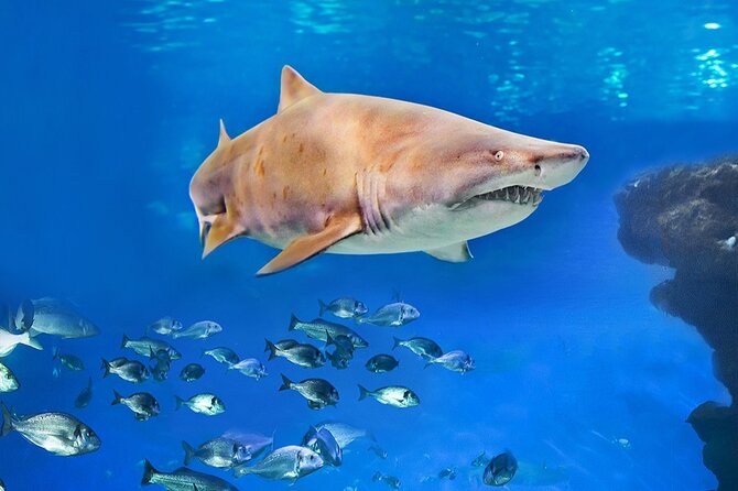 Ticket Palma Aquarium - Crowds, Noise, and Timing: How to Avoid the Worst Bottlenecks