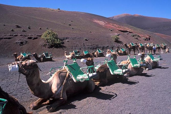 Timanfaya, Golfo, Jameos Agua & Camel Ride (opt) - Lanzarote - Jameos del Agua: the stop that feels different from everything else