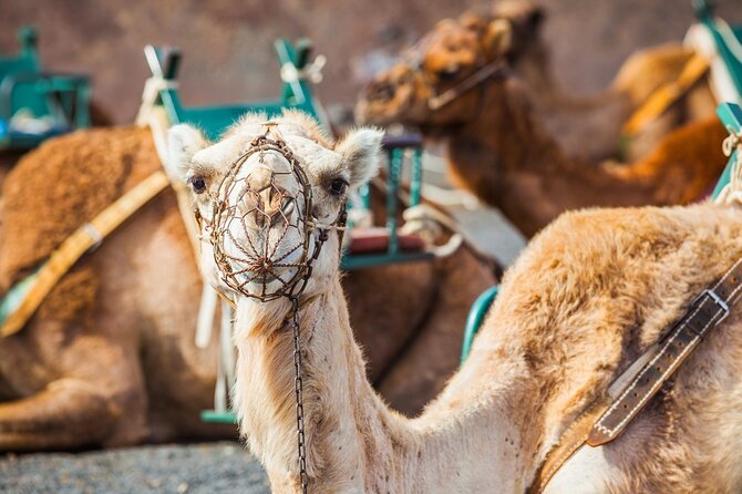Timanfaya Park & Camel Ride (extra cost) - Short South Tour - Is this tour right for families and first-timers?