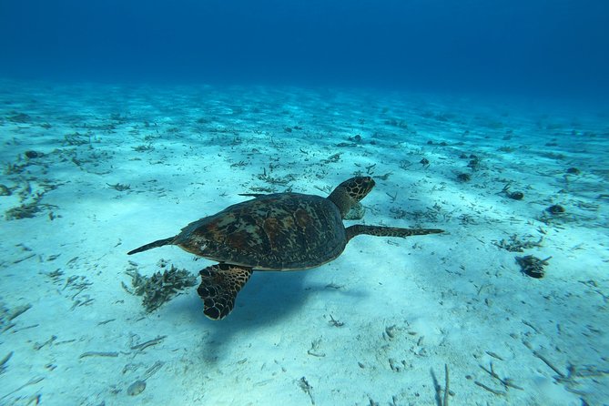 Tohora Bora Bora Snorkeling Lagoon Tours - Key points at a glance