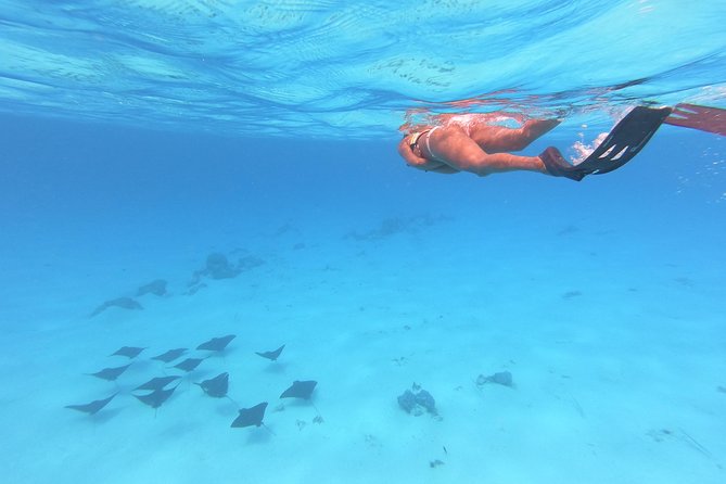 Tohora Bora Bora Snorkeling Lagoon Tours - Whale season option: meeting whales and hearing their songs