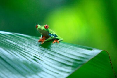 Tortuguero National Park and Canals Day Trip from San Jose - Wildlife you can realistically hope to see (and what to bring)