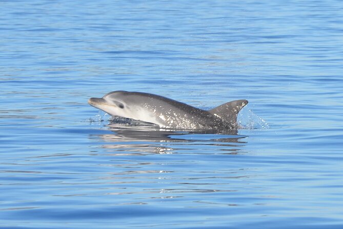 Tour to Figarolo Island with the possibility to observe dolphins - Key Points You Should Know Before You Go