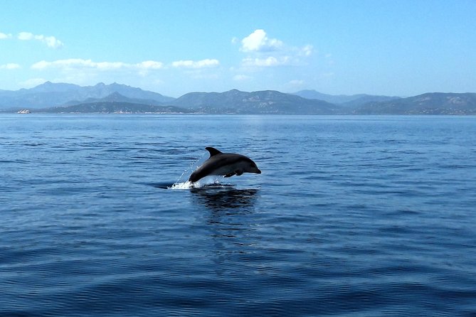 Tour to Figarolo Island with the possibility to observe dolphins - Capo Figari or Capo Ceraso: How the Wind Picked the Best Stop