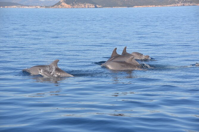 Tour to Figarolo Island with the possibility to observe dolphins - From Olbia Out Through the Gulf: Mussels, Bocca, and Getting Your Bearings