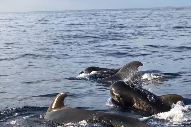 Tour with Whale and Dolphin Watching plus food included - Food and drinks on board: why the included lunch actually changes the day